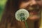 Dandelion macro soft focus flower young girl smile adorable unfocused face portrait expression background concept