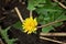 Dandelion Magic at first light