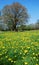 Dandelion meadow