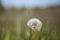 Dandelion meadow in blurred background