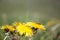 Dandelion meadow in blurred background