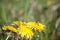 Dandelion meadow in blurred background