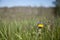 Dandelion meadow in blurred background