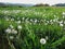 Dandelion meadow landscape, German spring season nature