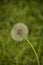 Dandelion on the meadow.Spring day. Overgrown with green grass meadow, among the grasses you can see numerous developed dandelions