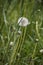 Dandelion on the meadow.Spring day. Overgrown with green grass meadow, among the grasses you can see numerous developed dandelions