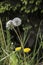 Dandelion on the meadow.Spring day. Overgrown with green grass meadow, among the grasses you can see numerous developed dandelions