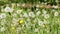 Dandelion meadow spring season