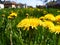 Dandelion meadow: Thats why i love photograph.y.