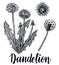 Dandelion medicinal botanical isolated illustration Flying dandelion seeds