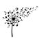 Dandelion melody black silhouette. Musical festival logo. Flower seeds notes. Music wildflower symbol. Isolated art