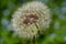 Dandelion minutes before releasing seed