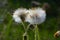 dandelion mother and stepmother,Coltsfoot, Tussilago farfara, flowers in the spring forest