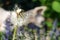 Dandelion nature macro cat summer