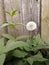 dandelion and nettle at the fence