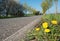 Dandelion next to the road