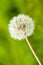 Dandelion over green background