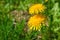 Dandelion over green grass