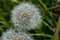 Dandelion pappus against a natural green background.