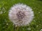 Dandelion Pappus Flower Structure