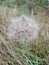 Dandelion parachute ball