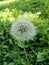 Dandelion parachute ball