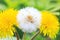 A dandelion parachute ball between other two yellow dandelion fl