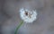 Dandelion Partial Seed head