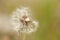 Dandelion - Partial Seedpod