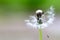The dandelion partially flew around on a blurry background