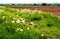 Dandelion path along the fields