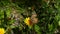 Dandelion plant blooming in spring and standing on butterfly dandelion plant and butterfly flowering in spring