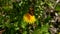 Dandelion plant blooming in spring and standing on butterfly dandelion plant and butterfly flowering in spring