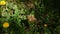 Dandelion plant blooming in spring and standing on butterfly dandelion plant and butterfly flowering in spring