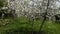 Dandelion plant blooming in spring and standing on butterfly dandelion plant and butterfly flowering in spring