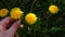 Dandelion plant blooming in spring and standing on butterfly dandelion plant and butterfly flowering in spring