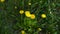 Dandelion plant blooming in spring and standing on butterfly dandelion plant and butterfly flowering in spring,dandelion plant, bl