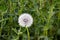 dandelion plant and devil feather in nature,Dandelion pappus close-up