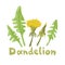 Dandelion plant with flowers, leaves and buds. Dandelion salad. Summer flower season yellow dandelion. Botanical illustration.
