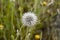 Dandelion plant .Matural , Blurred  background .