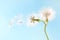 Dandelion plant with seeds isolated on blue