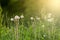 Dandelion plants in the meadow with backlit