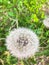 Dandelion Puff, fluffy seed head