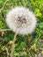 Dandelion Puff, fluffy seed head