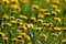 Dandelion and pusteblume meadow