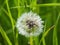 Dandelion after rain. Nature of Leningrad region.