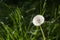 Dandelion ready to fly its seeds