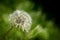 Dandelion ready to spread seed