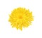 Dandelion Realistic Illustration