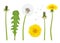 Dandelion. Realistic yellow flower with leaf beautiful dandelion with transparent parts decent vector illustration